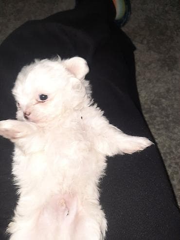 maltezeri na poklon nis: Štenci majke mini maltezera i oca pikinejzera - Čisto beli štenci — 4