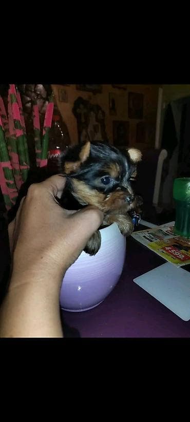 meso za pse prodaja: Jorkšir terijer – štenci iz kućnog legla majka ima kilo i po otac 980 — 9