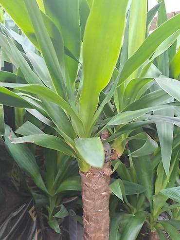 Yucca, Drvo Života 70 centimetara visina sa prve slike je 2000