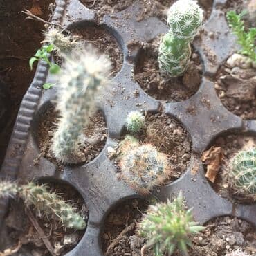 hortenzija seme: Kaktusi 100 dinara — 1