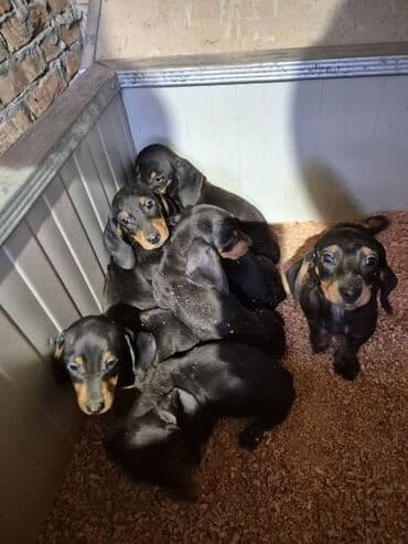 Cats: Jazavičar štenci U ponudi štenci jazavičara, starosti 2 meseca, dva — 2