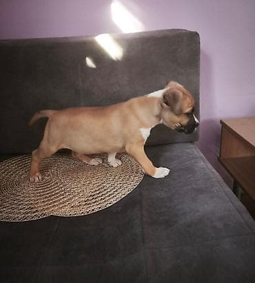 Dogs: Štenci Američkog staforda izložbenog potencijala . Sve informacije na — 2