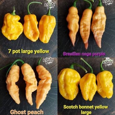 za dvoriste: 🌶Seme najljućih i egzotičnih čili papričica🌶 Za kupljenih pet — 6