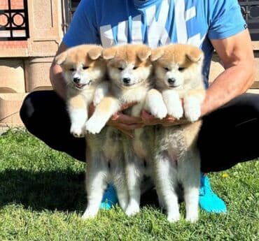 psi pomeranci na poklon: Stenci akita inu-Japanski Sashatoshi odgajivačnica Japanskih akita — 5