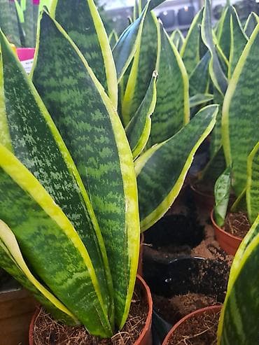 slike za deciju sobu: Yucca, Drvo Zivota, 140 centimetara visina, dva stabla iz saksije sa — 5
