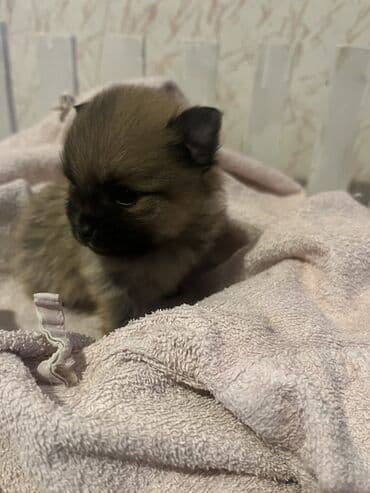 Psi: Pomeranac (špic) štene - Rasa: pomeranski špic (mini/spic tipičnog — 6