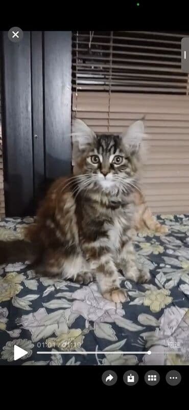 jeftina hrana za pse: Mace dugodlake – leglo prelepih mačića - Tip: kućne mačke dugodlake — 12