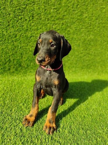 Psi: Doberman štenci dostupni Stari 55 dana Zlatni ( žuti) mužijak - 700 — 4
