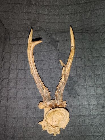 Lov i ribolov: Jelenski rogovi — 1