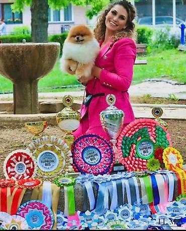 pomeranac stene cena: Ekskluzivni pomeranci iz vrhunske brazilske krvne linije — 2