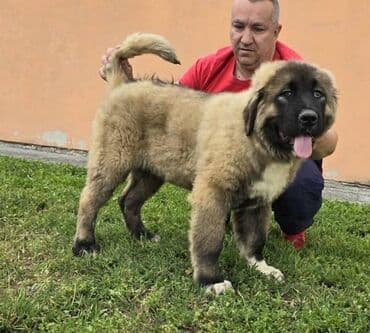 psi pomeranci na poklon: Kavkaski ovčar štenci Odgajivacnica Petar Veliki FCI 4469 sa preko — 9