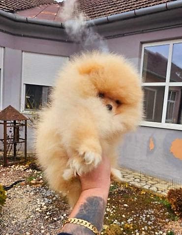 bison na prodaju: Najlepsi Pomeranci Boo samo u Pom_Hash_Starsu, bebe najkrace njuskice — 4