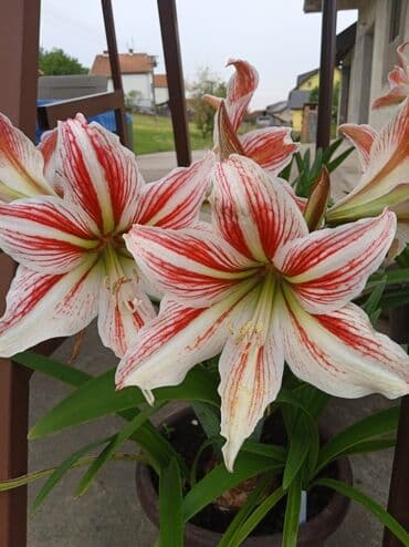 Sobne biljke: Amarilis lukovice — 2