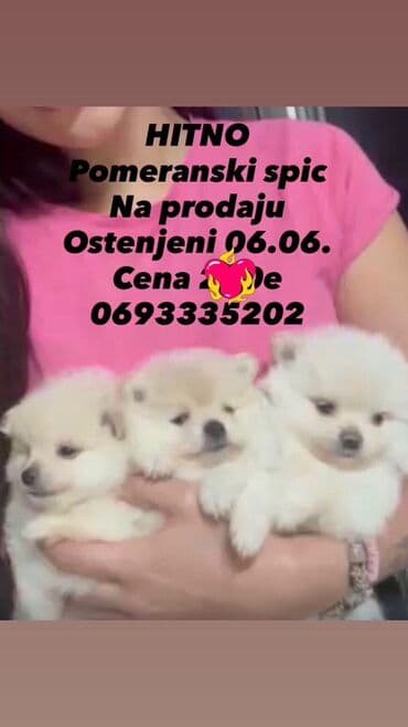 mali psi za udomljavanje: Pomeranski špic – štenci - Rasa: pomeranski špic (boo tip) - Štenci — 1