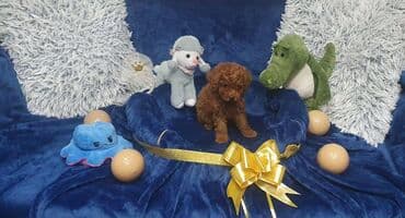 psi stenci: Toy/mini crvene pudle Toy/mini pudle odnegovani u kućnim uslovima i — 3