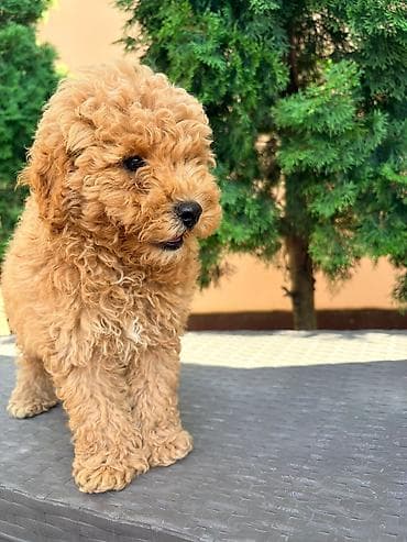 azijati psi: Štene maltezera/pudla tipa “toy/mini” – kovrdžava zlatna boja - — 2