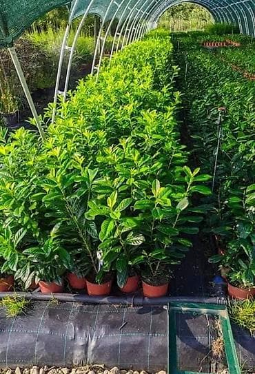 sadnice hrasta cena: Lovor višnja – sadnice u saksiji - Zimzelene sadnice Prunus — 4