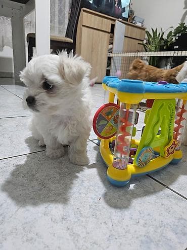 Psi: Na prodaju preslatki mini maltezeri.4 muzjaka i dve zenkice. Rodjeni — 5