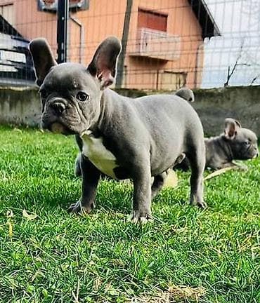 Francuski buldog štenci plave boje. Vakcinisani, spremni za novi dom na lalafo.rs Francuski buldog štenci plave boje. Vakcinisani, spremni za novi dom