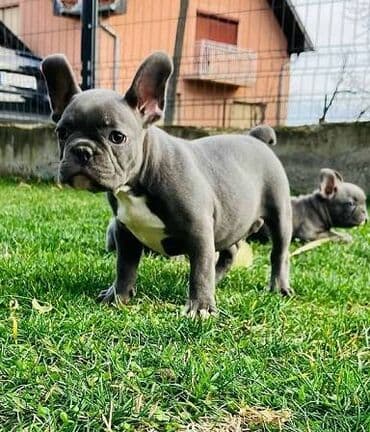 mini francuska pudla: Francuski buldog štenci plave boje. Vakcinisani, spremni za novi dom — 1