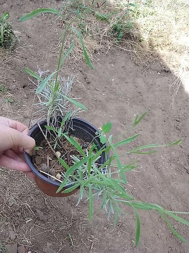 Saksijska biljka – ukrasna lavanda (Lavandula) - Biljka u plastičnoj