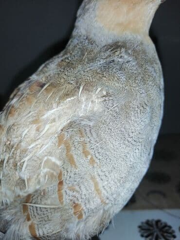 Preparirana ptica — 9