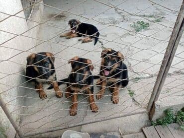 ovcarski psi: Renomirana odg N.O. "od Beronje" prodaje zensku stenad (prave buduce — 1