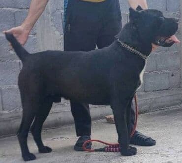 kucni psi: Cane Corso štenci Na prodaju štenci Kane Korso sa papirima, oštenjeni — 8