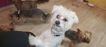 pas pomeranac slike: Mali pas rase tipa maltez (beli), teška 3 kg ne raste više ima god — 2