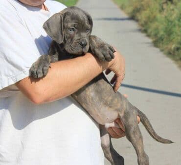 Psi: Cane Corso štenci dostupni za rezervaciju! U ponudi imamo tri — 6
