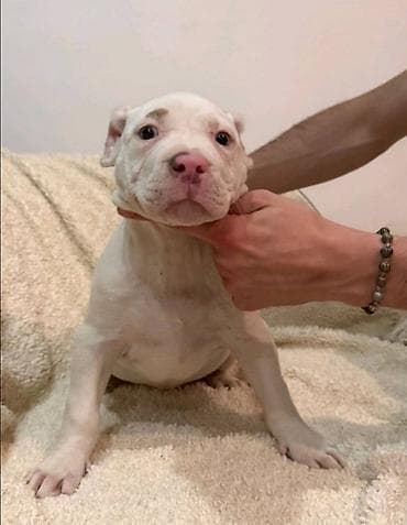american bully prodaja: American bully štenci – vrhunski kvalitet Na prodaju tri prelepe ženke — 8