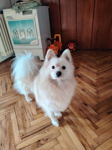 Nemacki špic Pufik – prelepi kućni ljubimac Sve vakcine primljene