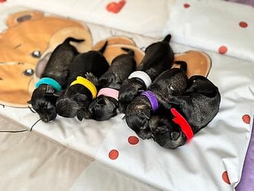 stene kane korso: Patuljasti Snaucer Biber so boja 5 zenki 1 muzjak Stenad su iz — 3