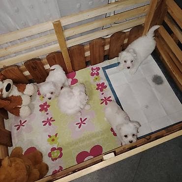 mali psi za stan cena: Štenci maltezera,3 mužjaka i 1 ženka stari 2 meseca,vakcinisani i — 2