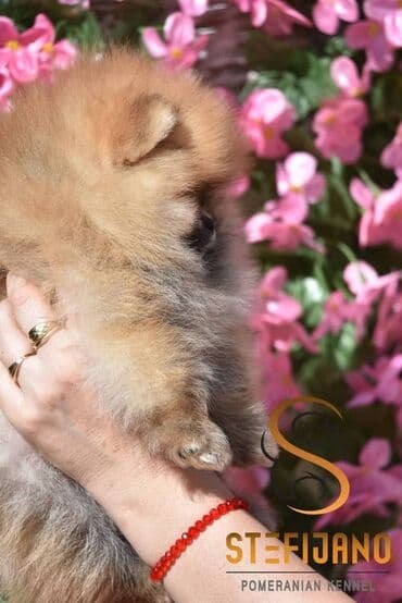haski pomeranac: Pomeranac Boo. Stenci pomeranca vrhunskog kvaliteta,vakcinisani uredno — 6