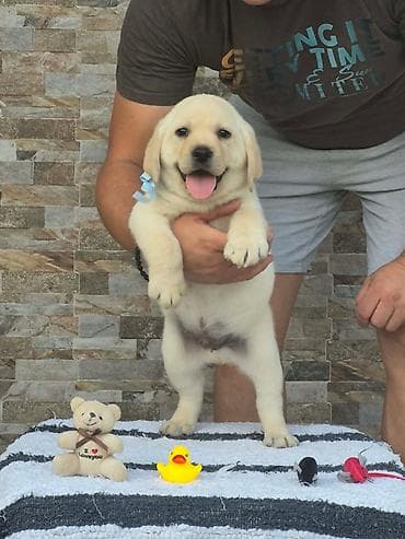 pelene za pse pepco: Labrador retriver štenci, prelepi Predstavljamo vam novu generaciju — 7