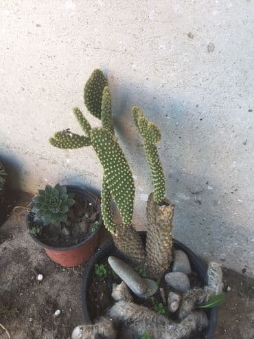 forma ideale ormari za sobu: Kaktusi vise vrsta — 1