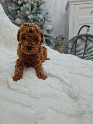 labradori na poklon: Pudle toy I teacup Registrovana odgajivacnica Hopy queen poodle ima — 5