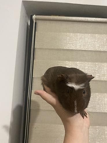 mini maltezer mali psi za stan na poklon: BESPLATNO Pozeljno je uzimati ih sve zajedno zato sto su bondovani,3 — 3