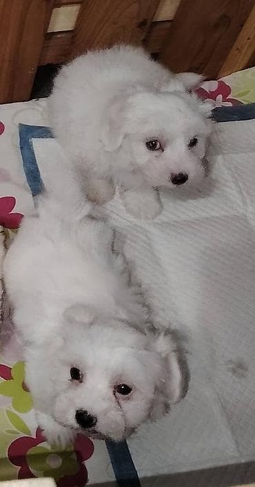 Štenci maltezera stari dva meseca,dva mužjaka,vakcinisani i spremni za na lalafo.rs Štenci maltezera stari dva meseca,dva mužjaka,vakcinisani i spremni za