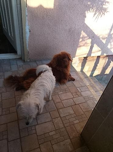 Dve domaće kuće – mali psi različitih tipova dlake. - Pas 1