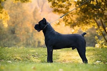 mops na poklon: Na prodaju prelep mužjak Cane Corso, star 2,5 godine. Socijalizovan — 3