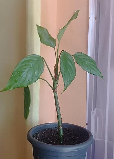 kineske elektricne makaze: Sobna biljka – Aglaonema (kineski zimzelen) u saksiji prečnika 17cm - — 3