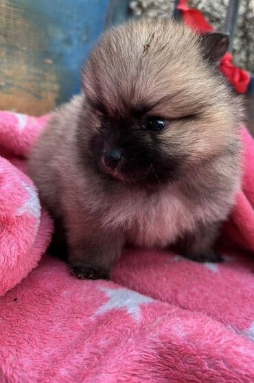 najlepsi crtezi za decu: Prelepi pomeranci– štenci mini tipa Iz nase odgajivacnice fci ! - — 2