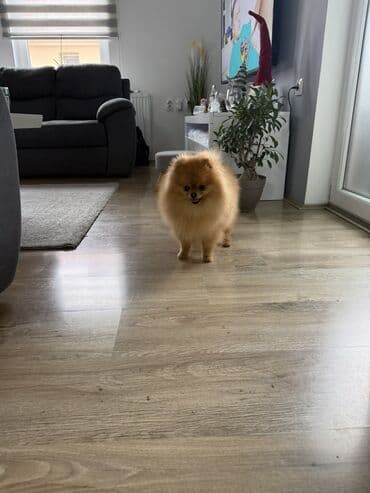 cena pomeranaca: Pomeranac muski star 11 meseci — 2