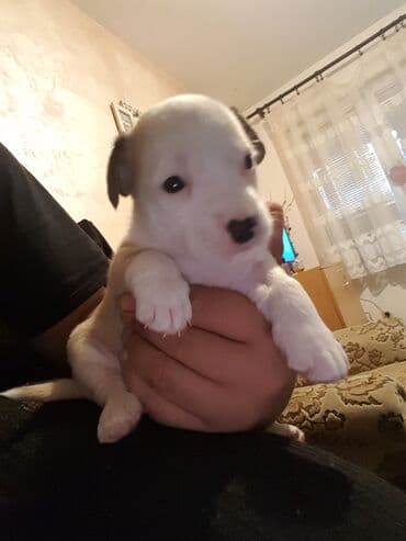 Cats: Stene staforda - Starost: mesec dana ženka samo danas 60e poslednja — 2