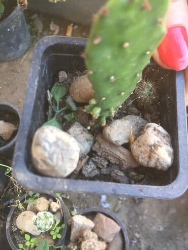 forma ideale ormari za sobu: Kaktusi vise vrsta — 2