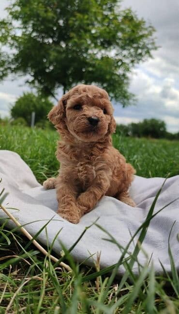 labrador beograd: Patuljasta pudla Stenci patuljaste pudle,2 zenkice i 1 — 3