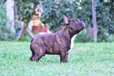 francuski pit bul: Vrhunski primerak francuskog buldoga na prodaju. Pravi primerak rase — 3