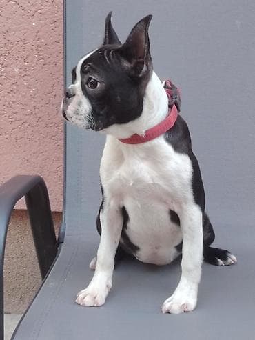 francoski buldog cena: Štene boston terijera, u ponudi ženka starosti 6 meseci. Idealna za — 5